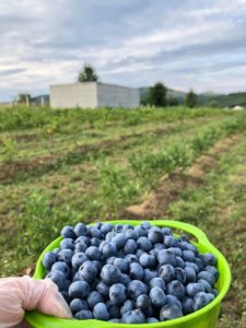 Fresh Harvested Blueberries