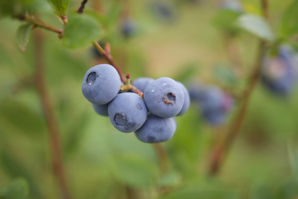 Grown Blueberries in the Plantation of Galaberry