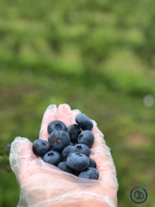 Hand Picked Blueberries in Galaberry's Plantation