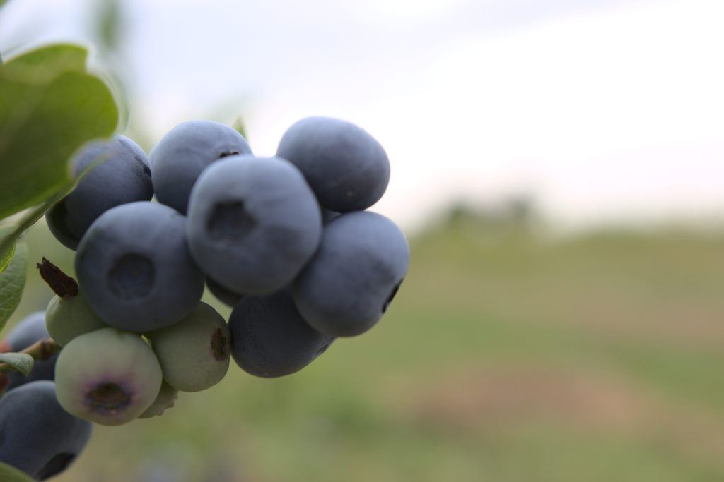 Blueberries During Growing Season in Galaberry Plantation