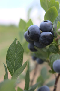 Grown Blueberry Plant Full of Blueberries