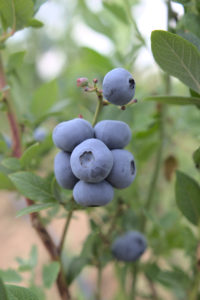 Growing Season of Blueberries in Galaberry