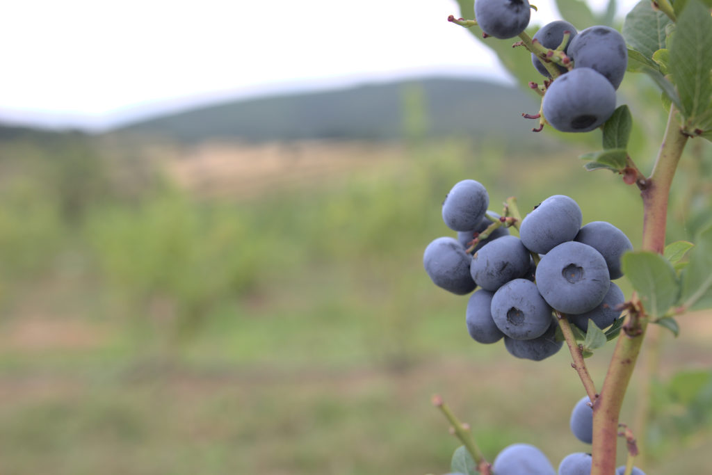 Grown Blueberries in Galaberry Farm